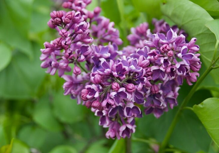 Purple flowers heart stock photo blog featured (JPEG, 2500 × 1659)